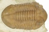 Stalk-Eyed, Asaphus Punctatus Trilobite - Russia #191162-5